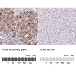Aquaporin-5 Antibody, Novus Biologicals 25 &mu;L, Unlabeled:Antibodies,